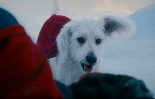 Can a Dog Save 'Superman'?